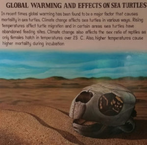 Marine Turtle Centre