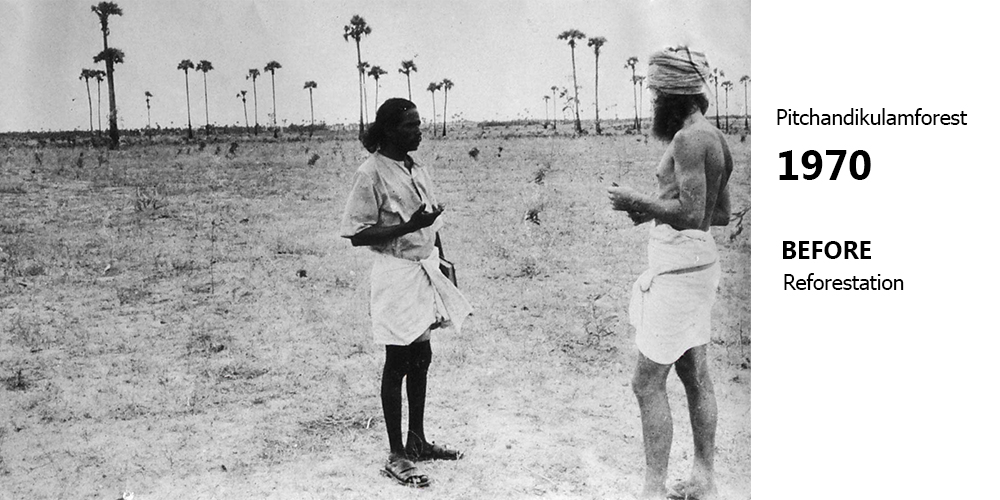 pitchandikulamforest_before